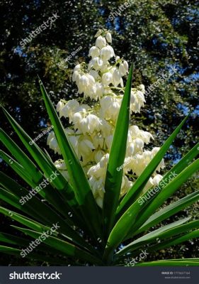  ¡La Flor de Izote: Un Relato Mágico Sobre el Poder de la Humildad y la Esperanza!